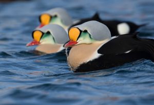 Praktærfugl Varanger